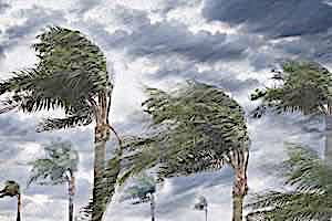 trees blowing in a hurricane