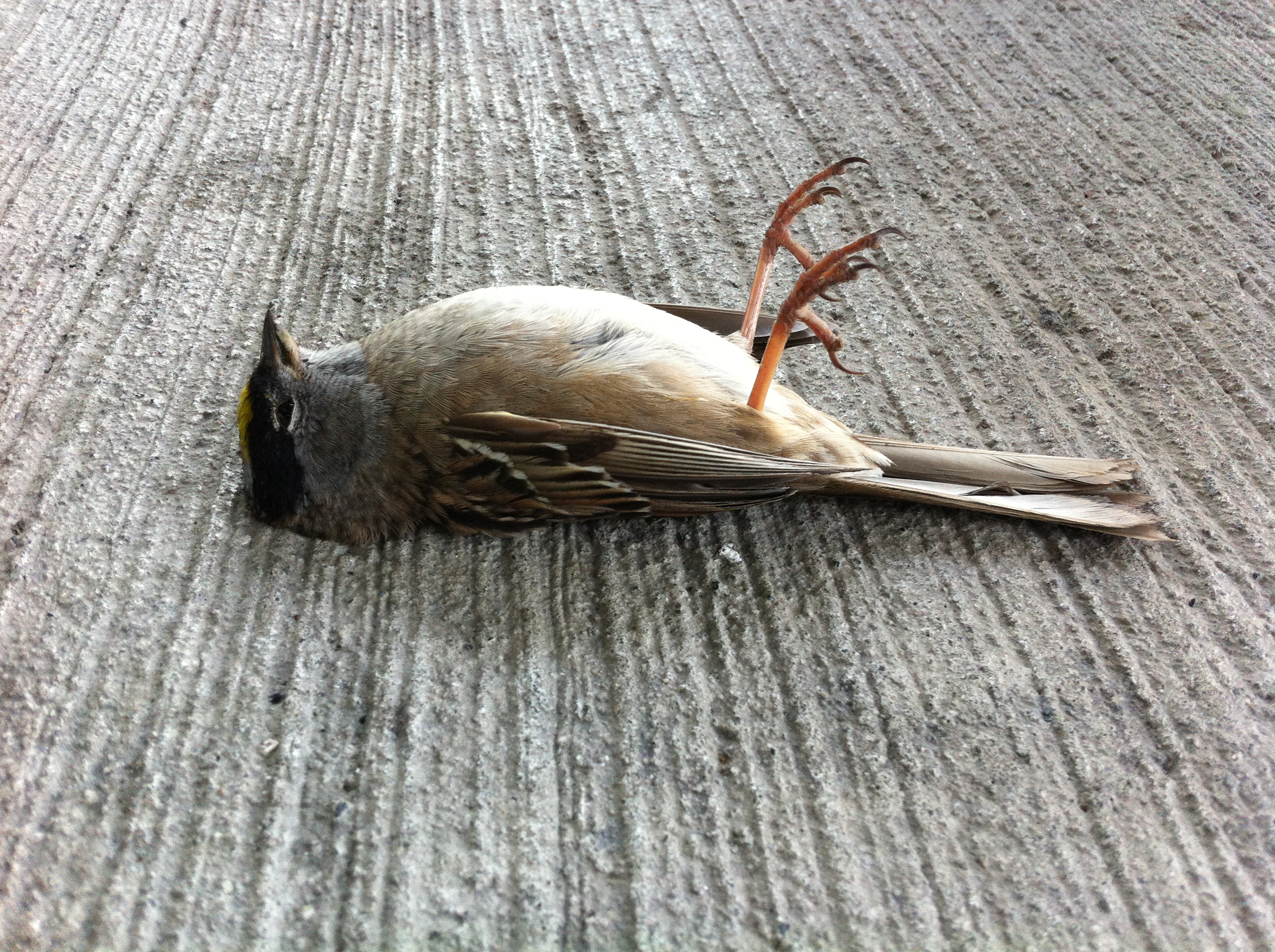 Dead bird
