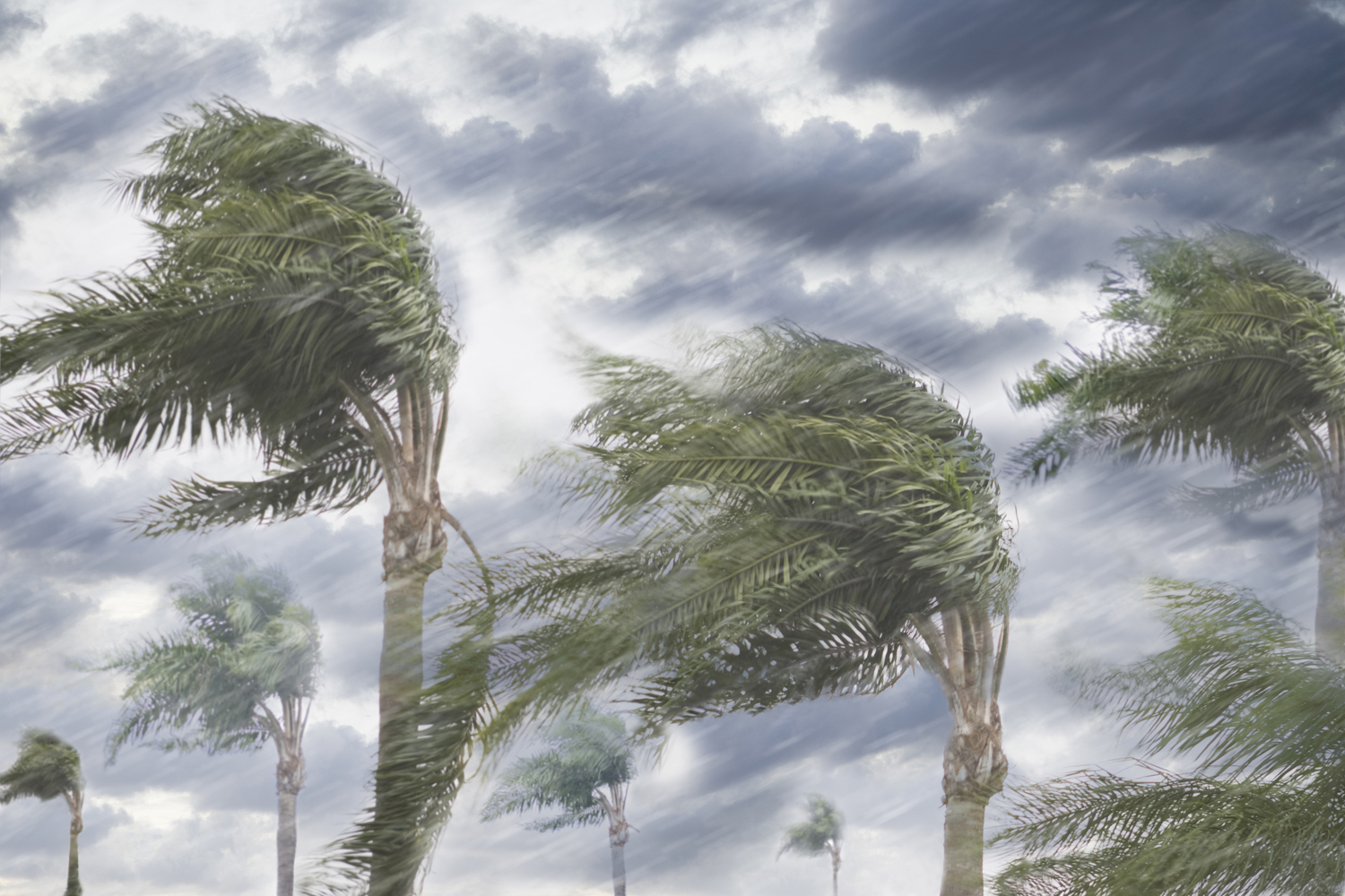 Temper tantrum demonstrated with trees blowing in hurricane