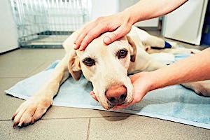 man attending to old dog