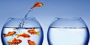 goldfish jumping out of crowded bowl
